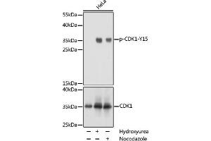 Western blot analysis of extracts of NIH/3T3 cells, using phospho-STK4-T387 pAb (ABIN3019442, ABIN3019443, ABIN3019444 and ABIN6225371) at 1:1000 dilution or CDK1 antibody (ABIN3020706, ABIN3020707, ABIN3020708 and ABIN6213683). (CDK1 Antikörper  (pTyr15))