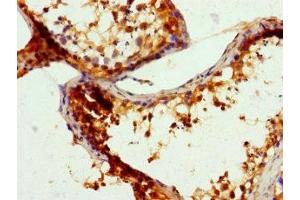 Immunohistochemistry of paraffin-embedded human testis tissue using ABIN7168570 at dilution of 1:100