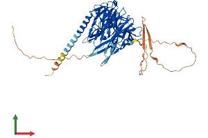 AlphaFold protein structure predicition of Human Recombinant KLHDC4 Protein, UniprotID Q8TBB5 (KLHDC4 Protein (AA 1-520) (His tag))