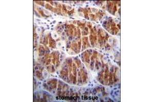 Cdc14 Antibody immunohistochemistry analysis in formalin fixed and paraffin embedded human stomach tissue followed by peroxidase conjugation of the secondary antibody and DAB staining. (CDC14A Antikörper)