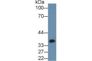 Detection of CSN1 in Hela cell lysate using Polyclonal Antibody to Casein Alpha (CSN1) (Casein alpha S1 Antikörper  (AA 16-313))