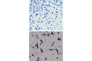 Immunohistochemical analysis of TAAR1 in paraffin-embedded formalin-fixed mouse brain tissue. (TAAR1 Antikörper  (AA 200-230))