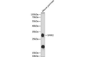 Western blot analysis of extracts of mouse pancreas, using SFRP2 antibody  at 1:3000 dilution. (SFRP2 Antikörper  (AA 141-295))