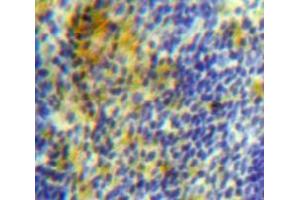 Used in DAB staining on fromalin fixed paraffin-embedded Spleen tissue (PLA2G7 Antikörper  (AA 22-444))