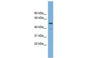 Image no. 1 for anti-Tripartite Motif Containing 38 (TRIM38) (AA 287-336) antibody (ABIN6745631) (TRIM38 Antikörper  (AA 287-336))
