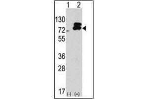 Western blot analysis of Autophagy ATG7 (C-term) in 293 cell line lysates transiently transfected with the ATG7 gene (2 µg/Lane). (ATG7 Antikörper  (C-Term))