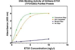 Activity Assay (AcA) image for V-Ets erythroblastosis Virus E26 Oncogene Homolog 1 (Avian) (ETS1) (Transcript Variant 2) (Active) protein (Myc-DYKDDDDK Tag) (ABIN2720575)