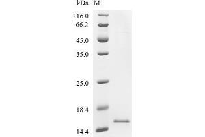 Defensin beta 3 (DEFB3) (AA 16-57), (full length) protein (His tag)