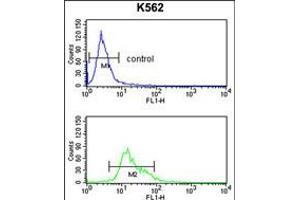 Flow cytometry analysis of K562 cells (bottom histogram) compared to a negative control cell (top histogram). (TRIP13 Antikörper  (N-Term))