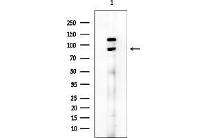 Western blot analysis of lysates from A549 cells(heat-shock treatment), using KCNH2 Mouse Monoclonal Antibody at 1/1000 dilution.
