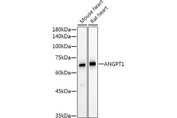 Angiopoietin 1 anticorps  (AA 260-400)