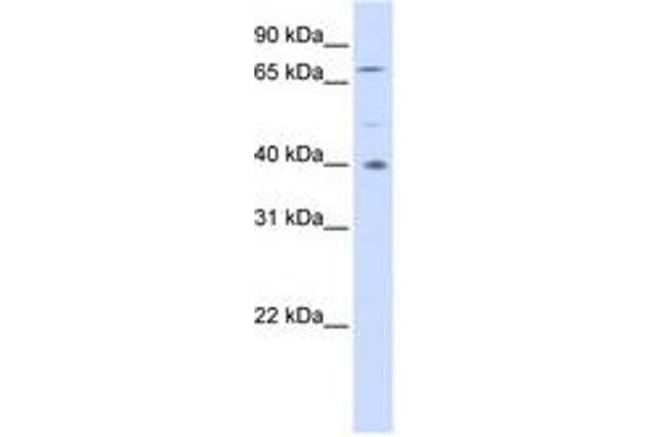 SPATA7 抗体  (AA 252-301)