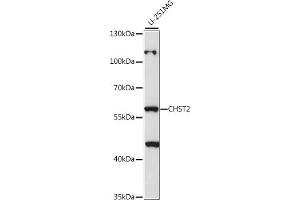 Western blot analysis of extracts of U-251MG cells, using CHST2 antibody (ABIN7266067) at 1:1000 dilution. (CHST2 Antikörper  (AA 231-530))