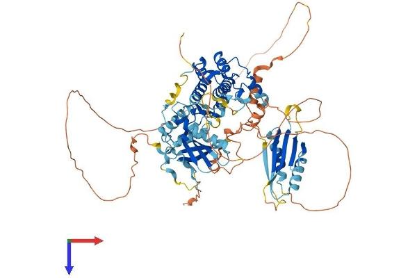 BRSK2 Protein (AA 1-735) (His tag)