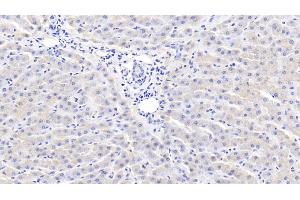 Detection of CRP in Bovine Liver Tissue using Polyclonal Antibody to C Reactive Protein (CRP) (CRP Antikörper  (AA 14-224))