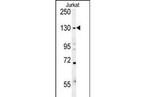 EHMT2 Antibody (N-term) (ABIN651717 and ABIN2840372) western blot analysis in Jurkat cell line lysates (15 μg/lane).