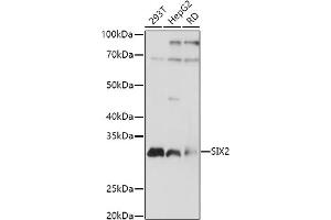 Western blot analysis of extracts of various cell lines, using SIX2 antibody (ABIN7270329) at 1:1000 dilution.