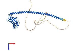 XRCC4 Protein (AA 1-336) (His tag)
