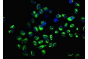 Immunofluorescence staining of Hela cells with ABIN7170299 at 1:166, counter-stained with DAPI. (SLCO2A1 Antikörper  (AA 416-518))