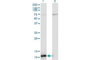 Western Blot analysis of ERH expression in transfected 293T cell line by ERH monoclonal antibody (M14), clone 4A10. (ERH Antikörper  (AA 1-104))