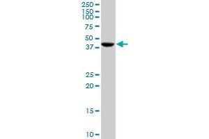 CANT1 MaxPab rabbit polyclonal antibody. (CANT1 Antikörper  (AA 1-401))