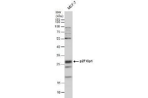 WB Image p27 Kip1 antibody detects p27 Kip1 protein by western blot analysis. (CDKN1B Antikörper)