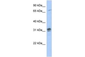 Western Blotting (WB) image for anti-H1 Histone Family, Member O, Oocyte-Specific (H1FOO) antibody (ABIN2463933) (H1FOO Antikörper)