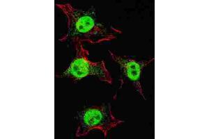 Immunofluorescence (IF) image for anti-Integrin, alpha 6 (ITGA6) antibody (ABIN3001611)