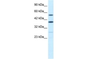 Western Blotting (WB) image for anti-A Kinase (PRKA) Anchor Protein 17A (AKAP17A) antibody (ABIN2460894) (SFRS17A Antikörper)