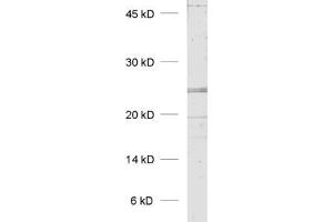dilution: 1 : 1000, sample: rat placenta homogenate (KDELR1 Antikörper  (AA 192-212))