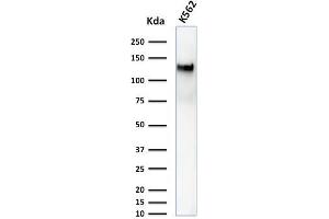 Western Blot Analysis of K562 cell lysate using CD43 Mouse Monoclonal Antibody (DF-T1). (CD43 Antikörper)