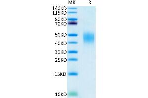 PDCD1LG2 Protein (His-Avi Tag)