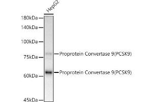 Western blot analysis of extracts of HepG2 cells, using Proprotein Convertase 9(PCSK9) antibody (ABIN7269570) at 1:1000 dilution. (PCSK9 Antikörper)
