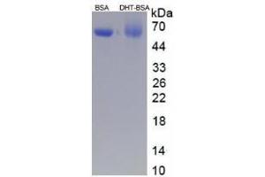 Image no. 2 for Dihydrotestosterone (DHT) protein (BSA) (ABIN1880181) (Dihydrotestosterone Protein (DHT) (BSA))