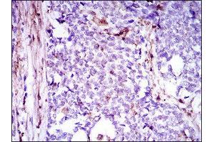 Immunohistochemistry (IHC) image for anti-Niemann-Pick Disease, Type C1 (NPC1) (AA 34-174) antibody (ABIN1845969) (NPC1 Antikörper  (AA 34-174))