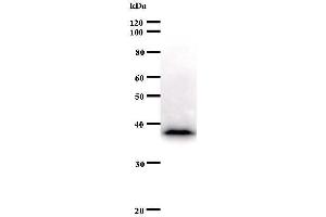 Western Blotting (WB) image for anti-c-Fos (c-Fos) antibody (ABIN931043) (c-FOS Antikörper)