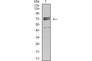 Western Blotting (WB) image for anti-Interleukin 1 Receptor, Type I (IL1R1) (AA 18-167) antibody (ABIN5542457)
