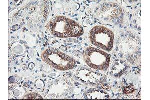 Immunohistochemical staining of paraffin-embedded Human Kidney tissue using anti-CDKN3 mouse monoclonal antibody. (CDKN3 Antikörper)