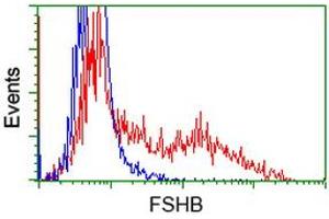 HEK293T cells transfected with either RC214616 overexpress plasmid (Red) or empty vector control plasmid (Blue) were immunostained by anti-FSHB antibody (ABIN2453055), and then analyzed by flow cytometry. (FSHB Antikörper)