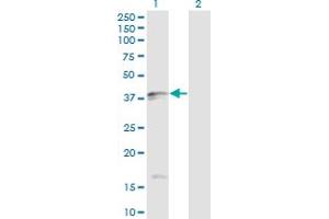 Western Blot analysis of FASLG expression in transfected 293T cell line by FASLG monoclonal antibody (M02), clone 2G9-G8. (FASL Antikörper  (AA 1-281))