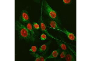 IF analysis of SFPQ using anti-SFPQ antibody (ABIN7603089) and anti-Tubulin Alpha antibody (ABIN7600339). (SFPQ Antikörper  (Middle Region))