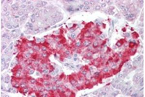 Anti-ATG4D antibody IHC staining of human pancreas. (ATG4D Antikörper  (AA 444-457))