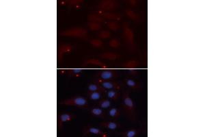 Immunofluorescence analysis of U2OS cells using KPNA1 antibody. (KPNA1 Antikörper  (AA 1-300))