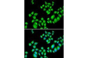 Immunofluorescence (IF) image for anti-Dopamine Receptor D3 (DRD3) antibody (ABIN1872356) (DRD3 Antikörper)