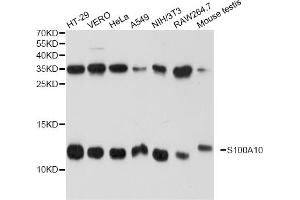 Western blot analysis of extracts of various cell lines, using S100A10 antibody (ABIN1874680) at 1:1000 dilution.