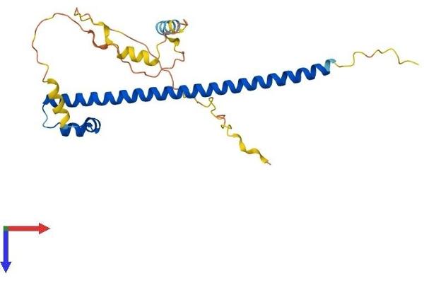 NRL Protein (AA 1-237) (His tag)