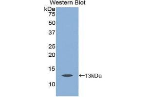 Western Blotting (WB) image for anti-Caspase 6, Apoptosis-Related Cysteine Peptidase (CASP6) (AA 194-293) antibody (ABIN3205247) (Caspase 6 Antikörper  (AA 194-293))