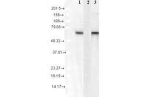 Image no. 1 for anti-Heat Shock 70kDa Protein 8 (HSPA8) antibody (ABIN466930) (Hsc70 Antikörper)