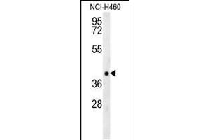 Western blot analysis in NCI-H460 cell line lysates (35ug/lane). (TRAF1 Antikörper  (N-Term))
