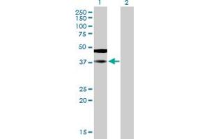 Western Blot analysis of SAMSN1 expression in transfected 293T cell line by SAMSN1 MaxPab polyclonal antibody. (SAMSN1 Antikörper  (AA 1-373))